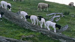 Lambs playing on log