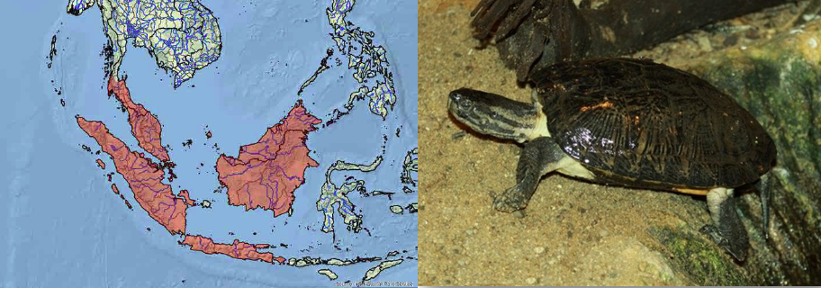 Daftar Kura Kura Indonesia lengkap dengan Status dan ...