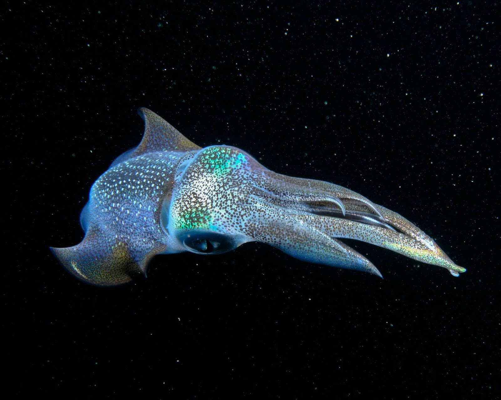 Fish Wallpapers Fish Wallpapers