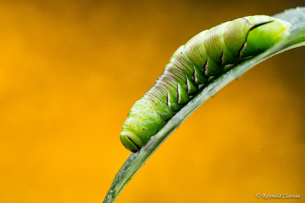 Photographie de la faune et Voyages Sphinx du Laurier