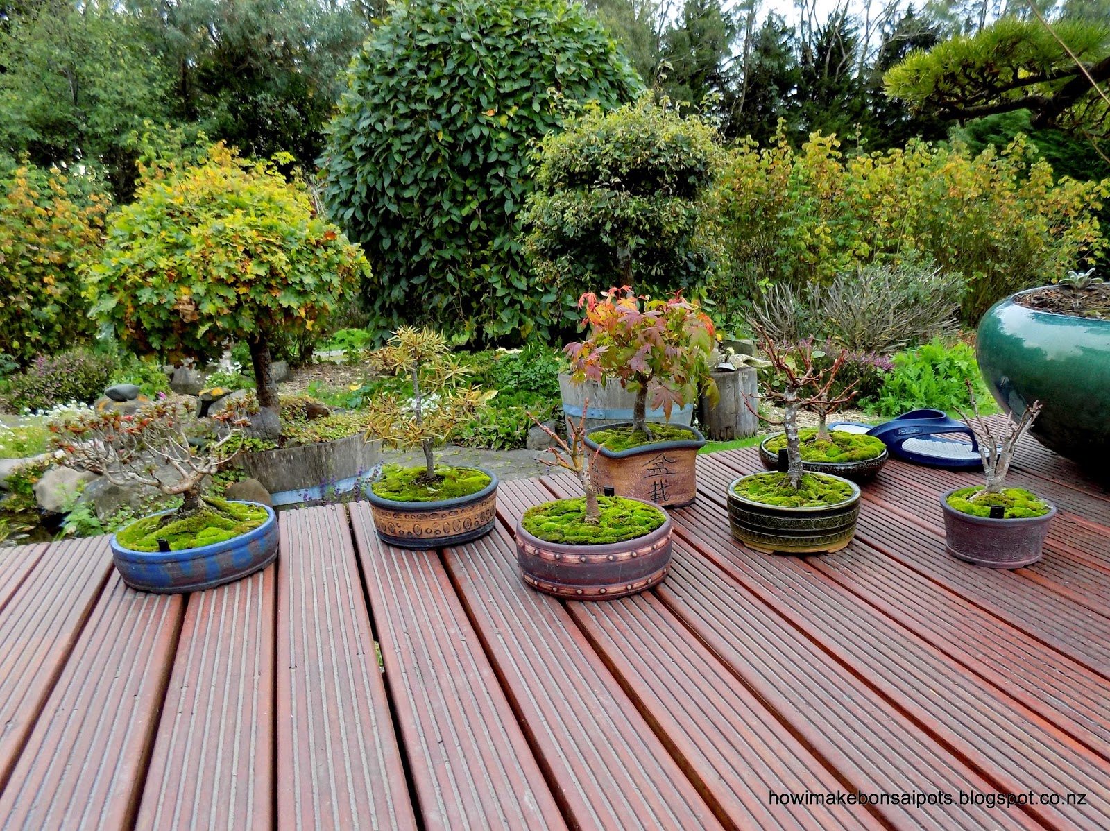 Fionna's Bonsai Pots, Kiwi Made, In New Zealand Mossing up some small