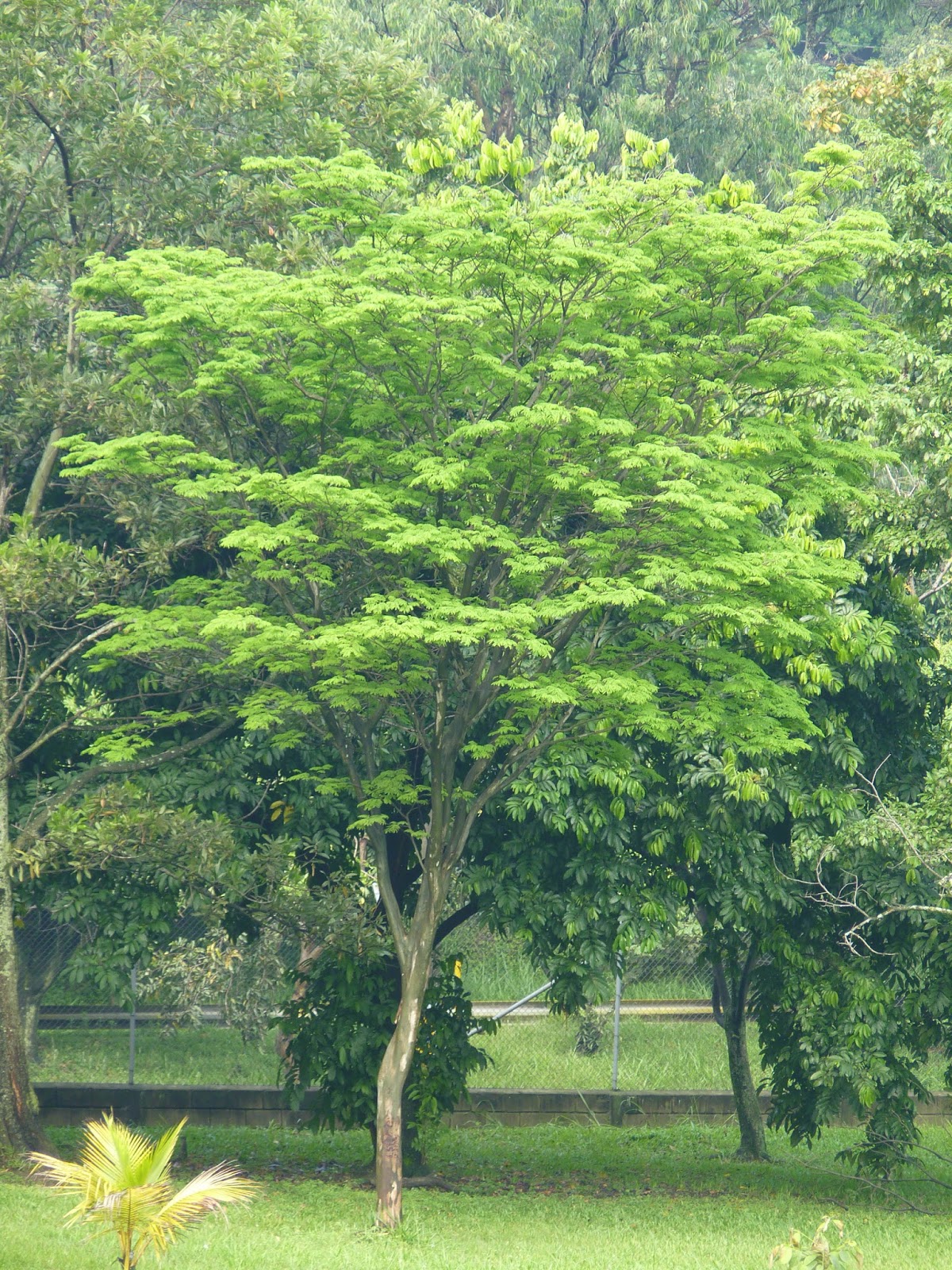 ARBORETUM ÁRBOLES FANTÁSTICOS, El ébano