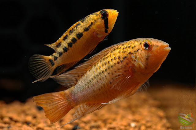 Apistogramma guttata