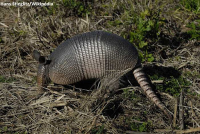 Tatus são caçados em várias regiões do Brasil. Animais podem transmitir a lepra (hanseníase) para humanos. Foto: Hans Stieglitz/Wikipédia. tatu, lepra, hanseníase, doenças, lepra de tatu, armadillos, doenças de tatu, tatu transmite hanseníase, Dasypus novemcinctus,leprae, Mycobacterium leprae, caça de tatus, animais, Amazônia, contaminação, tatu-galinha, tatu verdadeiro