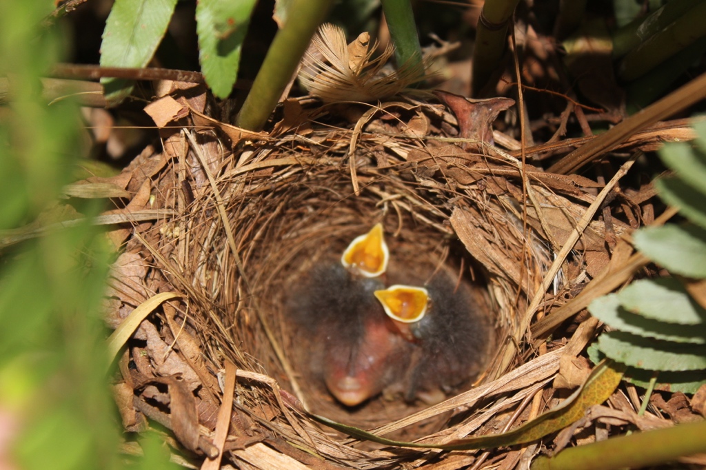 Hedgie's Nature Journal Spring is nigh Help your garden birds in