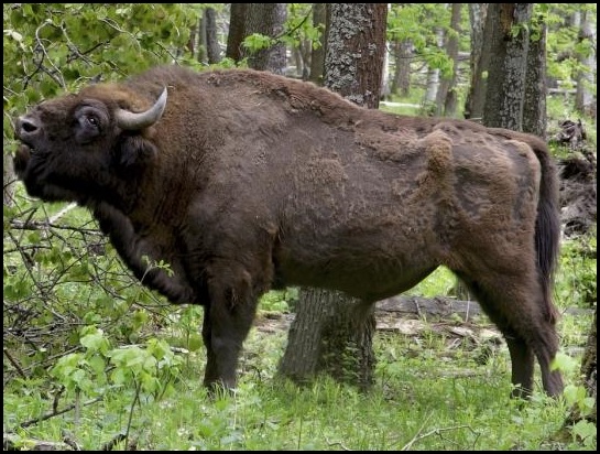Лосиный биосферный заповедник остров. Зубровый питомник приокско-террасного заповедника. Буйвол охраняемая территория заповедники. Заповедник зубров в серпухове. Пуща зубр.