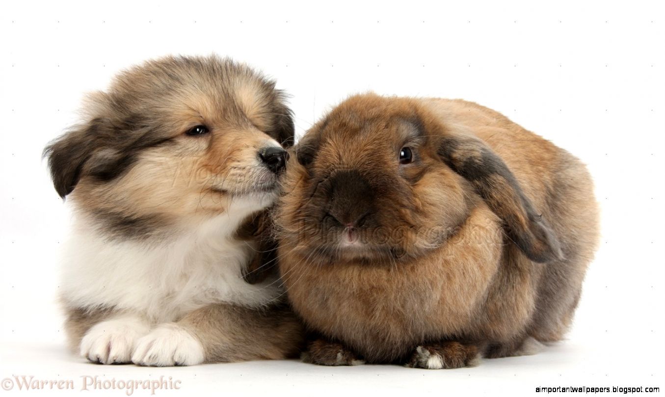 Pets Sable Rough Collie puppy and rabbit photo   WP38300