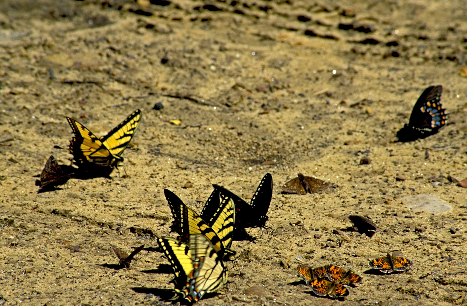 Kentucky Native Plant and Wildlife August 2012