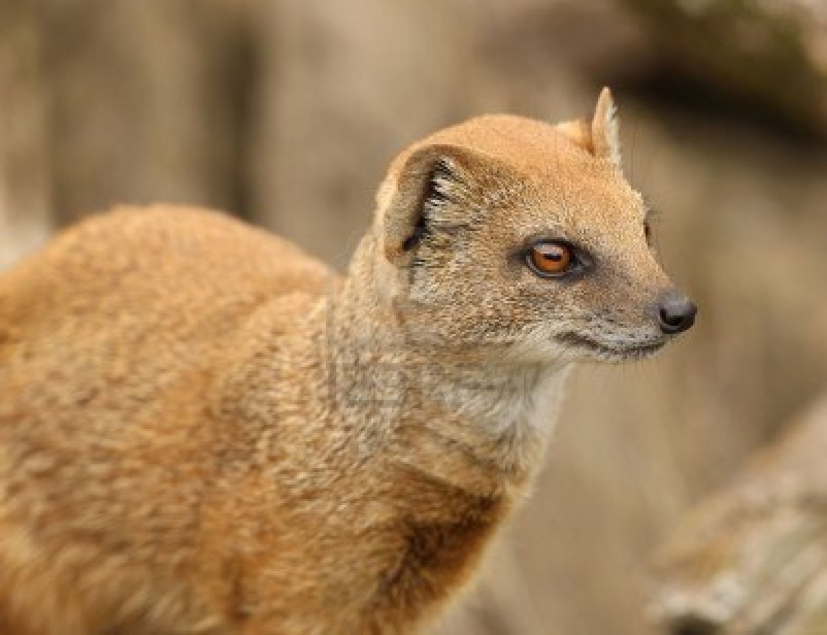 Mi Mundo Español Por Rita Condor La mangosta