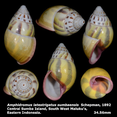 Amphidromus latestrigatus sumbaensis 34.56mm