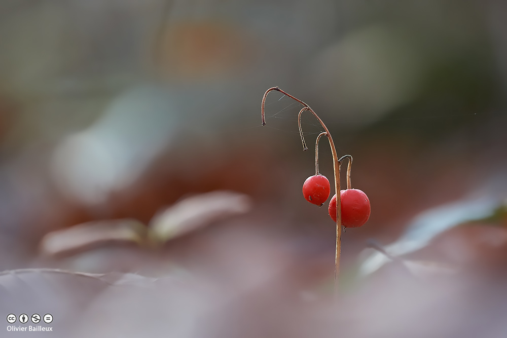 Quand le houx A-t-il des boules rouges ?
