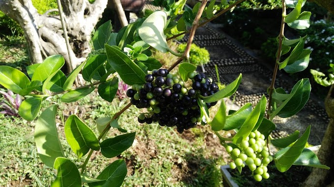 SANCANG TANAMAN BONSAI YANG MUDAH DIBIAKKAN