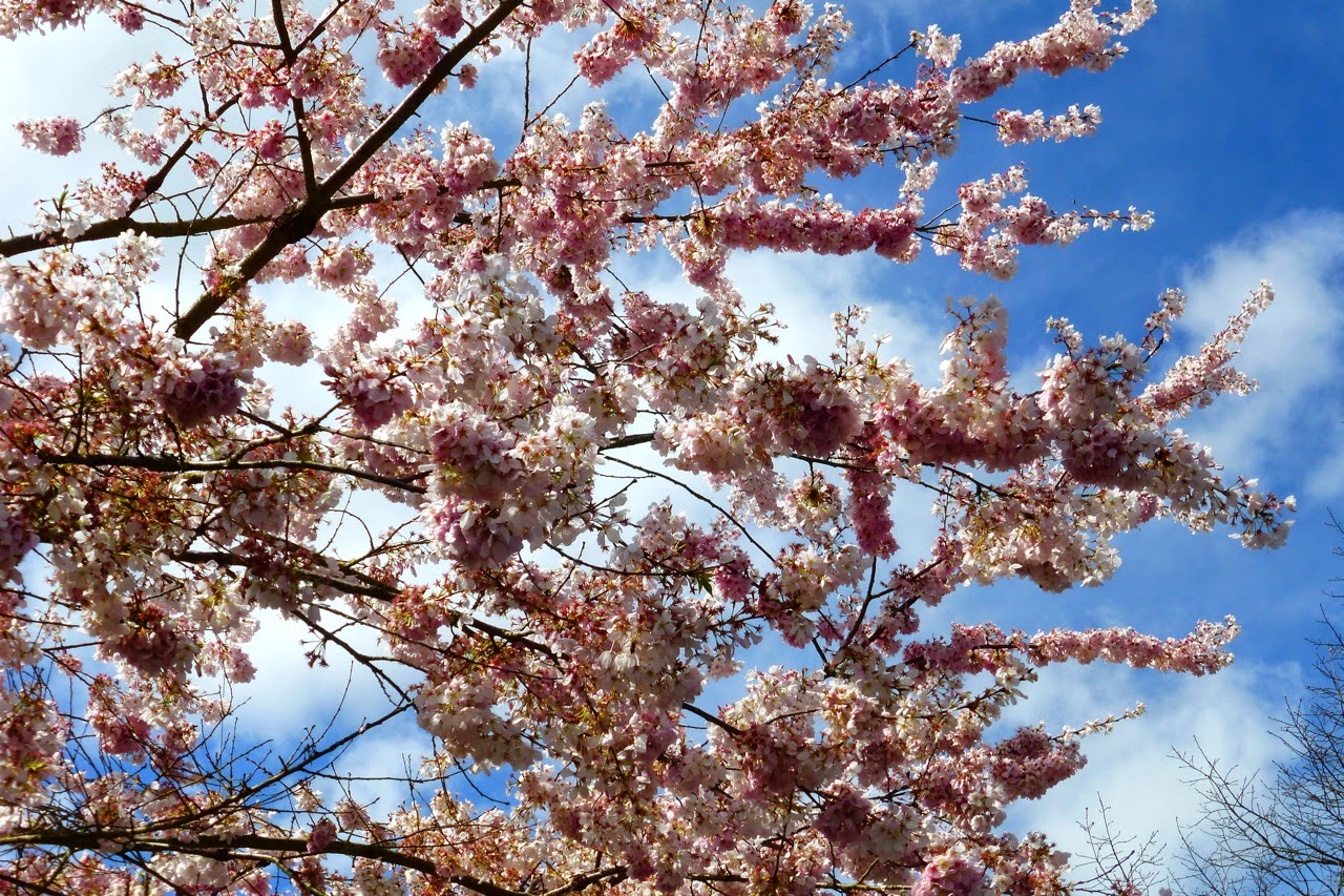 ume hanami, first day of spring, under a plum blossom tree, pink plum blossoms, plum blossoms, blue sky