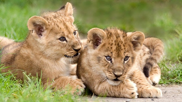 Animal's HD Images Photos Wallpapers free Download: Lion cub 4K Ultra ...