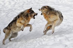 Χορεύοντας με τους λύκους
