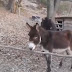 Este burro é inteligente
