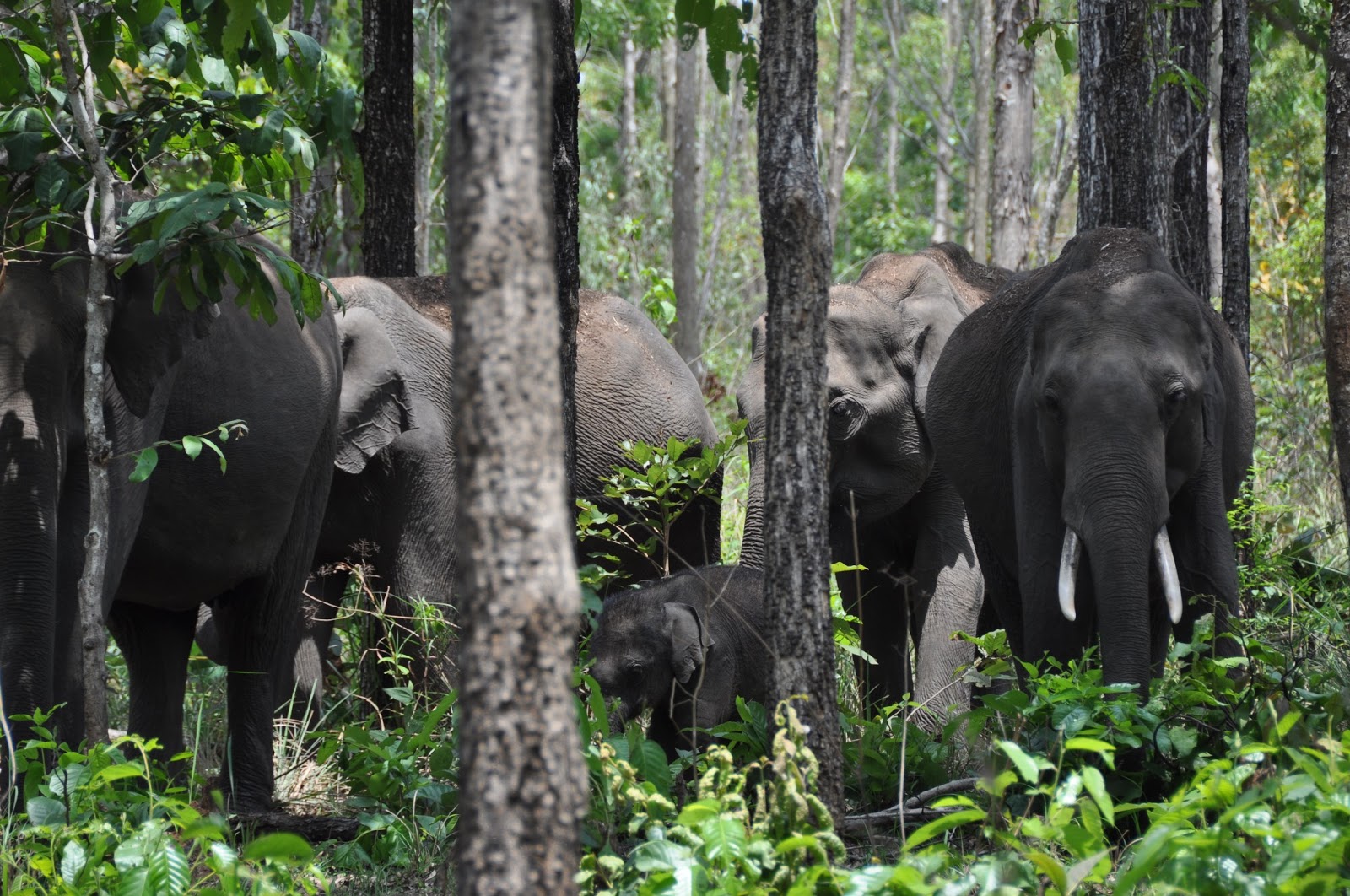 Tomorrow Somewhere Wild elephants in Rudyard Kipling's Jungle Wayanad Nature Preserve, Kerala