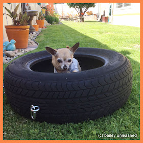 bailey in a tire