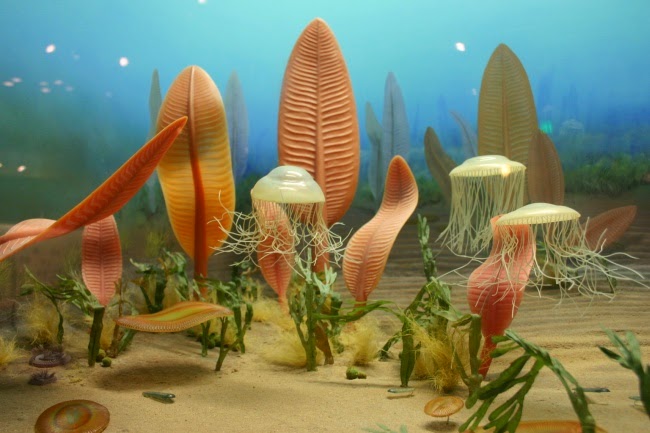 Ediacaran (Late Proterozoic) Ocean Life