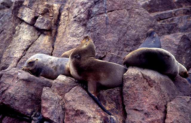 Otaries à crinière – Otaria flavescens