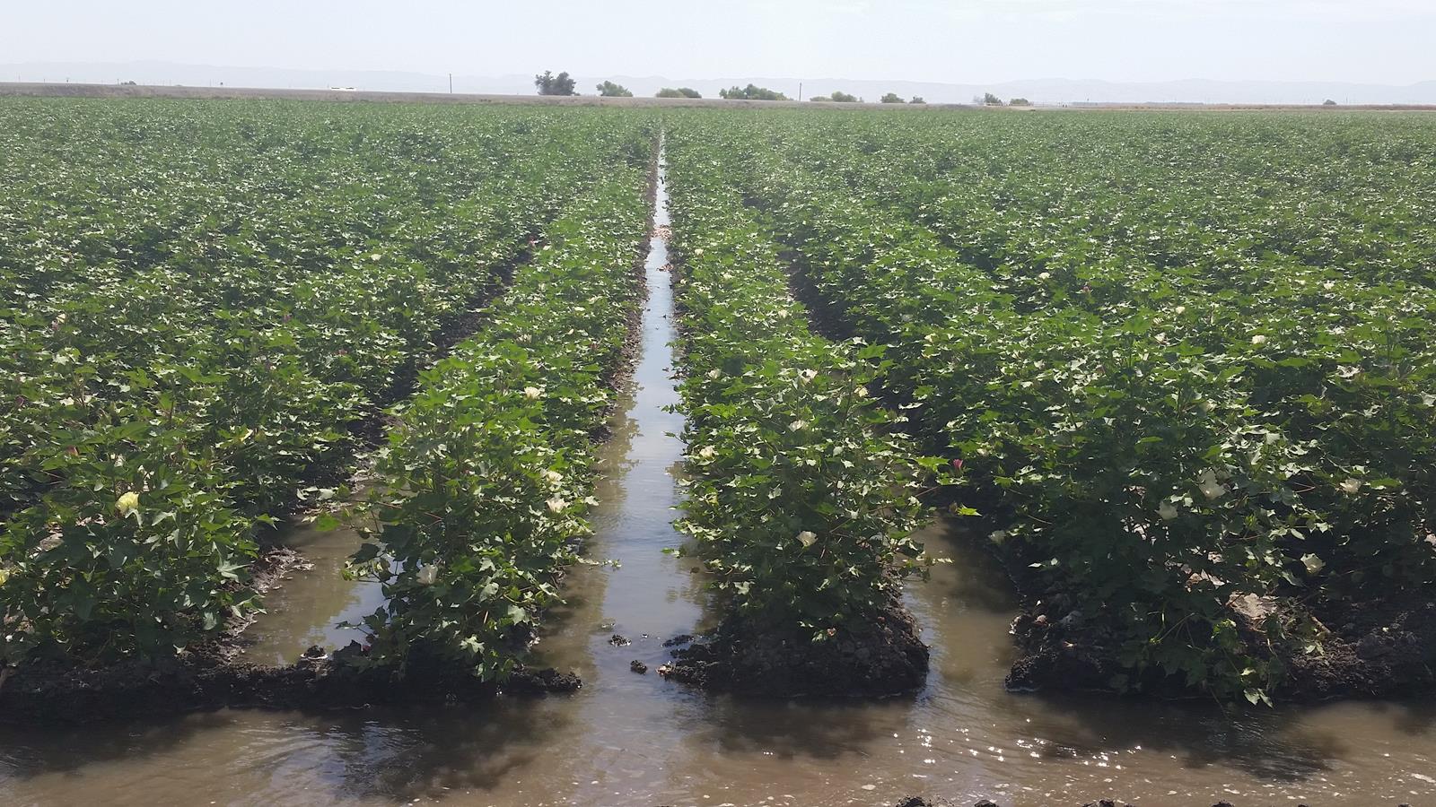 Sustainable Ag A View from the Field Cotton Plants Thrive in Warm