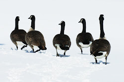 Canada Geese