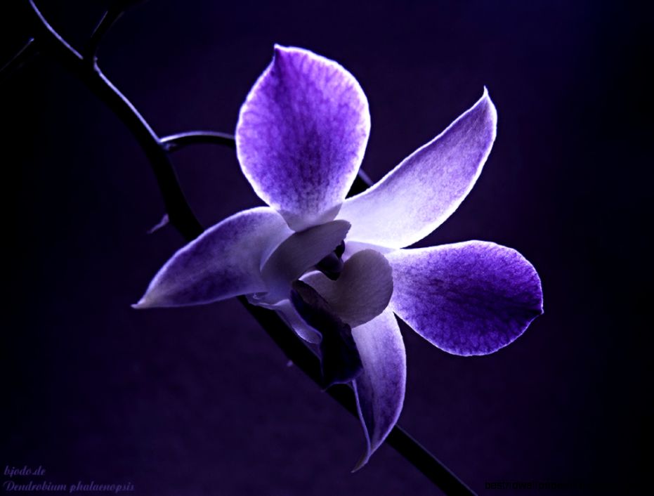 Purple Orchid Flower  Impian Wedding Trends 2015