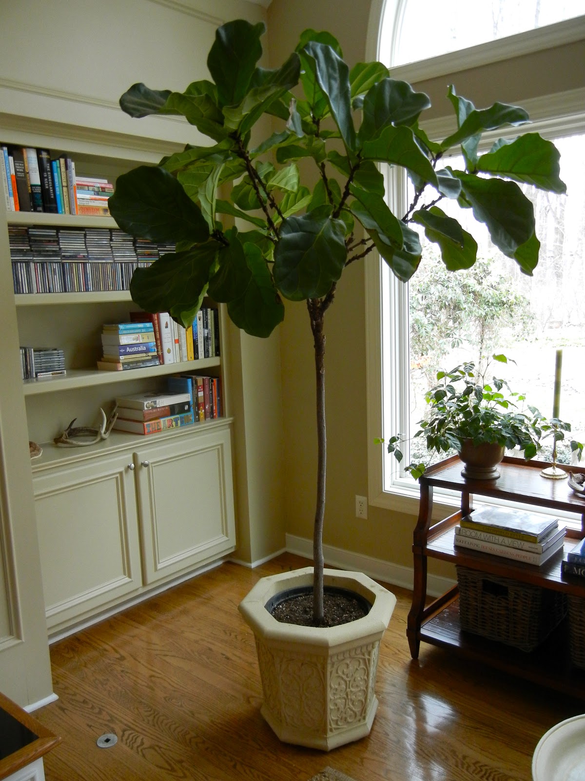 a curious gardener caring for and propagating fiddle leaf