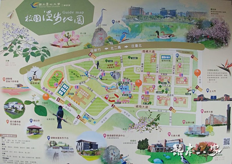 心湖櫻緣|三峽台北大學「心湖櫻花步道」-杜鵑、吉野櫻、木棉花齊綻放