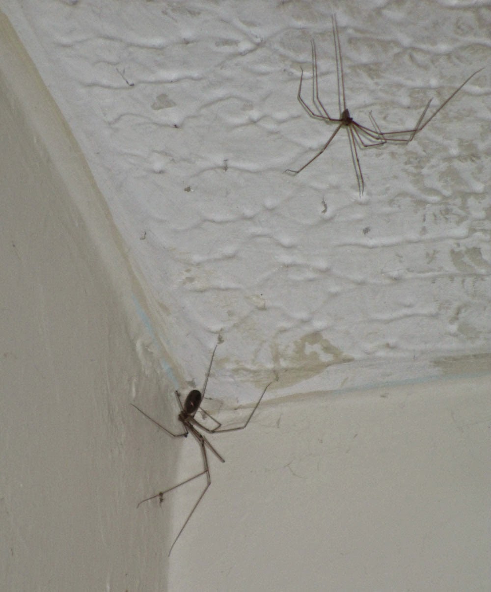 Spiders.jpg