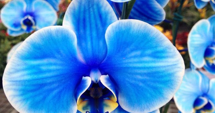 Orquídeas no Apê: Orquídea Azul