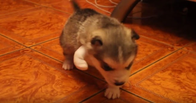 White Wolf Beautiful Rescued 3Legged Husky Puppy Proves White Wolf Beautiful Rescued 3Legged Husky Puppy Proves