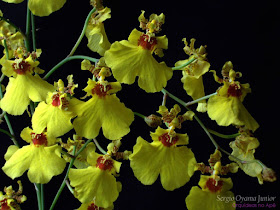 Orquídeas no Apê: Orquídea Oncidium Aloha 'Iwanaga'