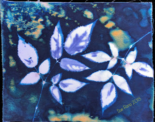 Wet cyanotype_Sue Reno_Image 528