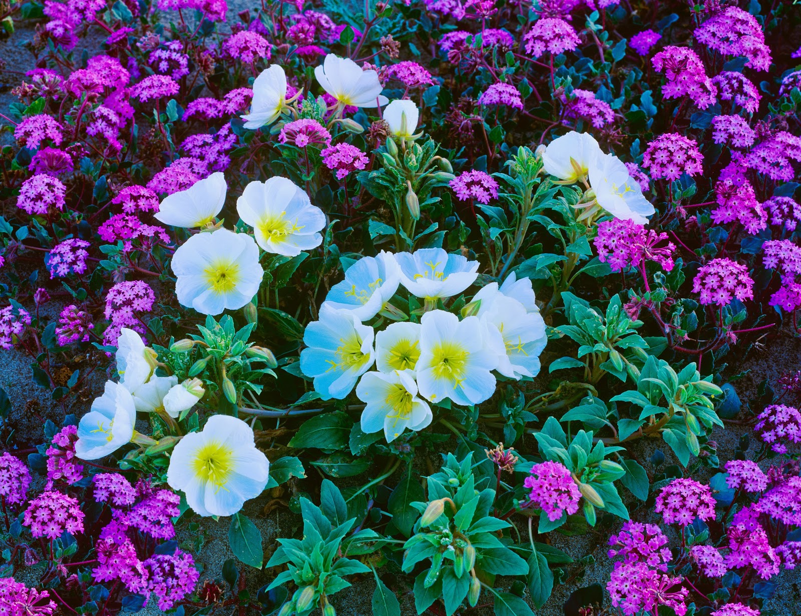 California's Wildflower Super Bloom Earth Blog