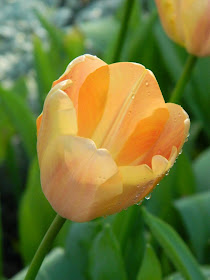 Peach tulip Allan Gardens Conservatory 2015 Spring Flower Show by garden muses-not another Toronto gardening blog 
