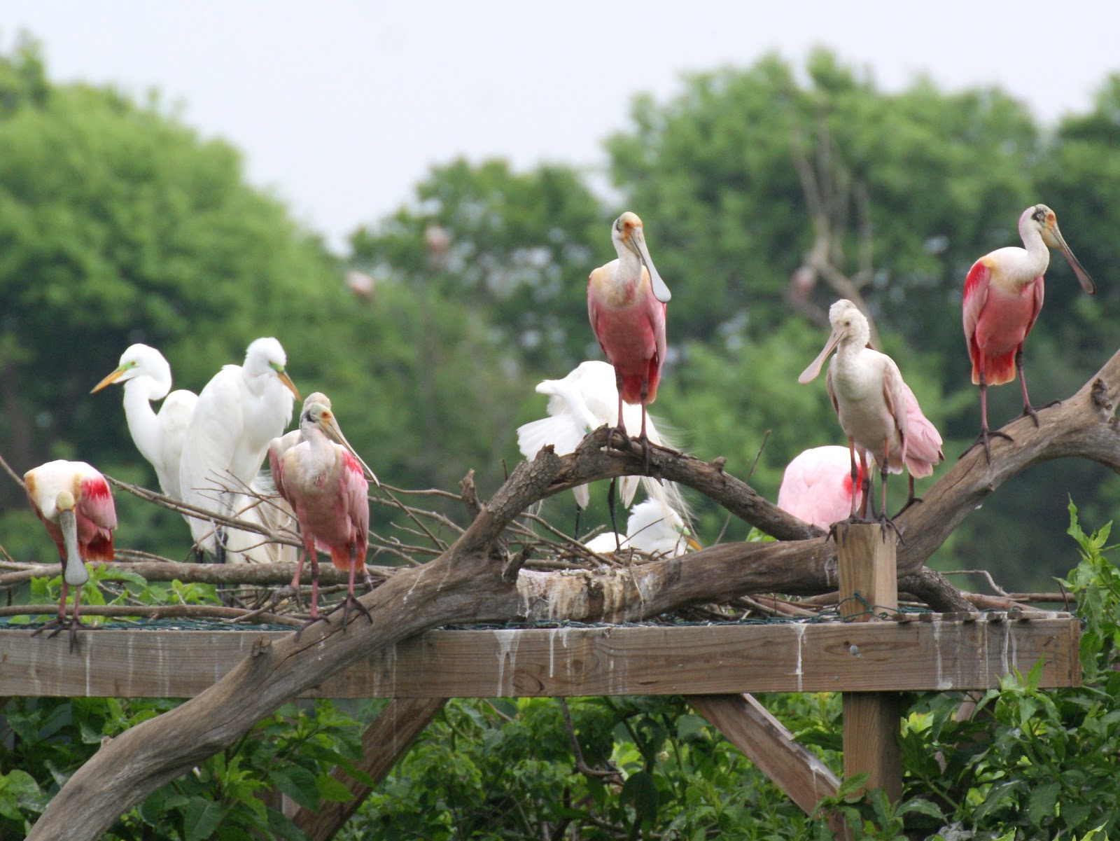 SE Texas Birding & Wildlife Watching Back to High Island