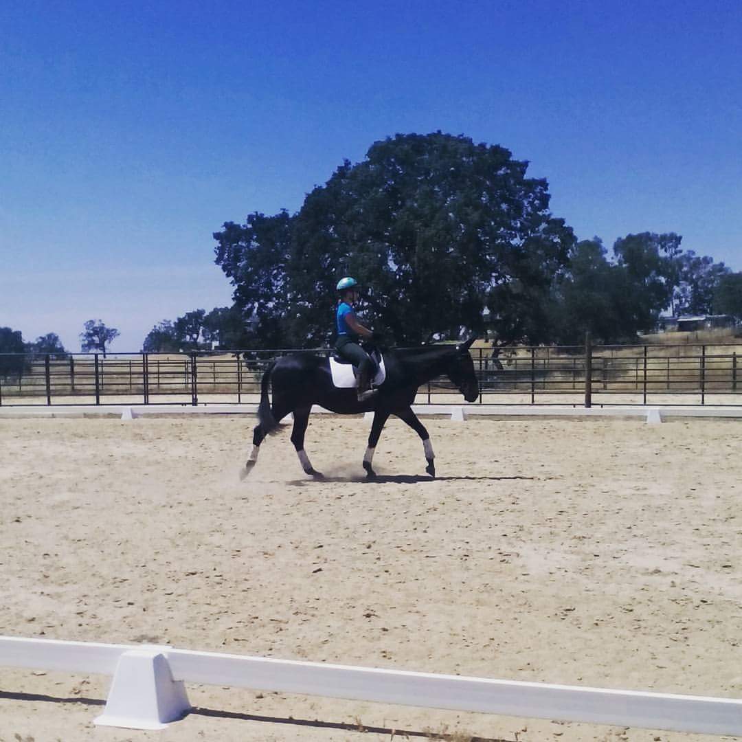 The Aspiring Equestrian