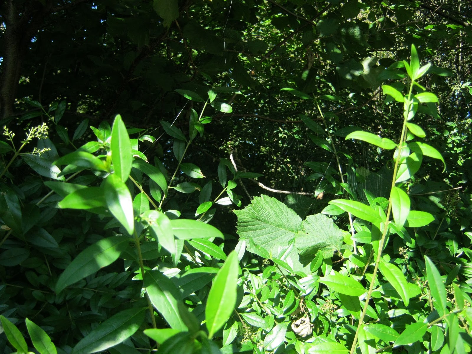 Me and my animal friends: Insekter / Insects / Insekten / Insectes