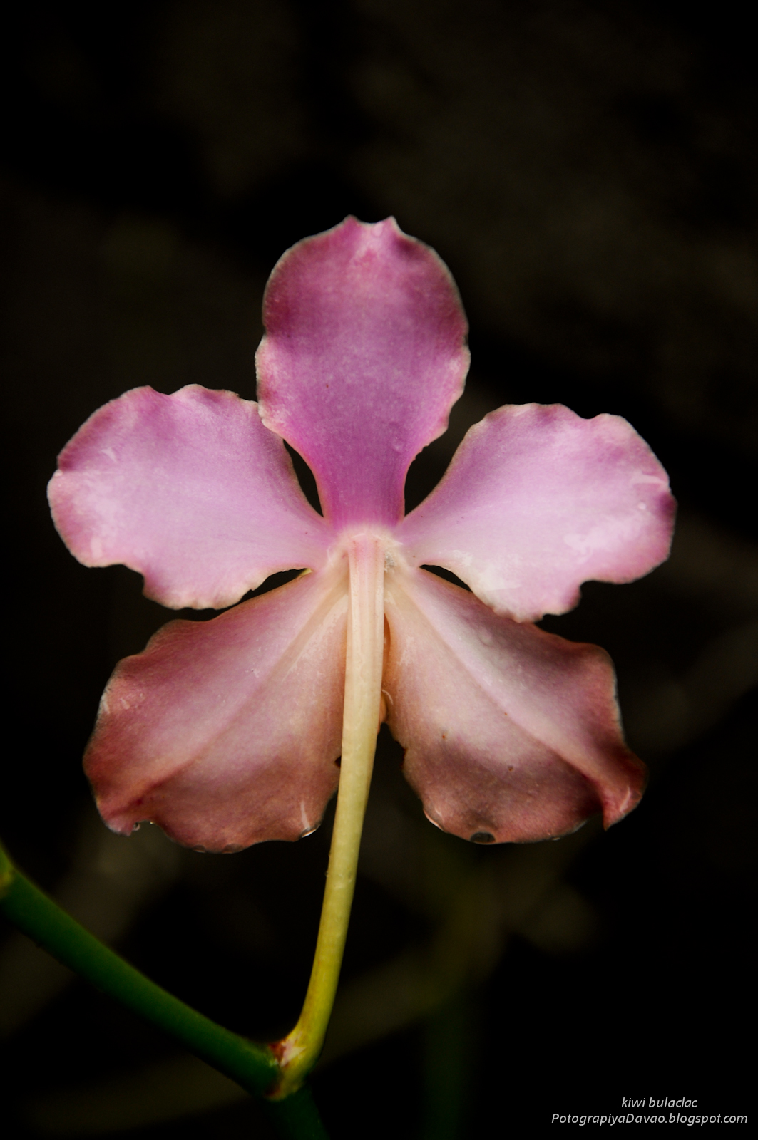 Davao Pictures Davao Photos POTOGRAPIYA DABAW