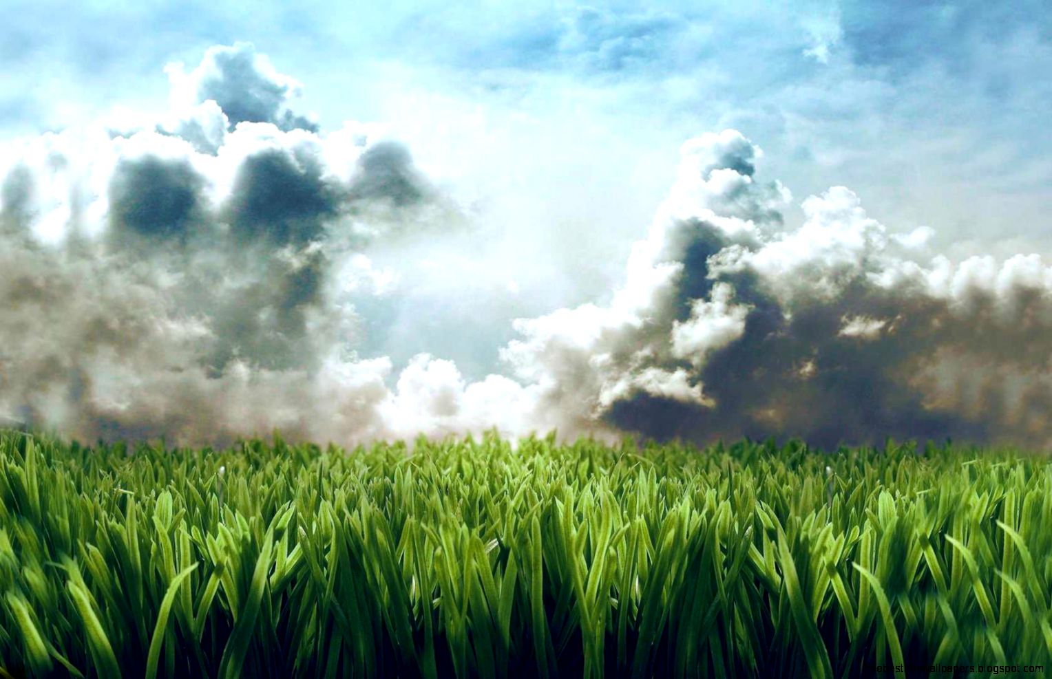 Grass Wallpaper  Full HD Pictures