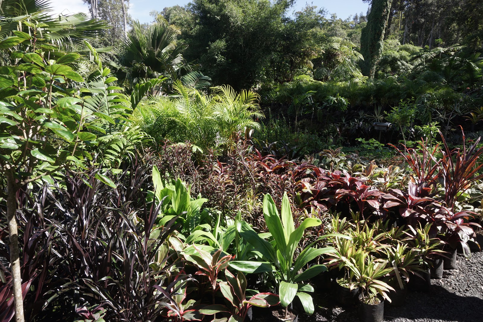 South Kona Nursery