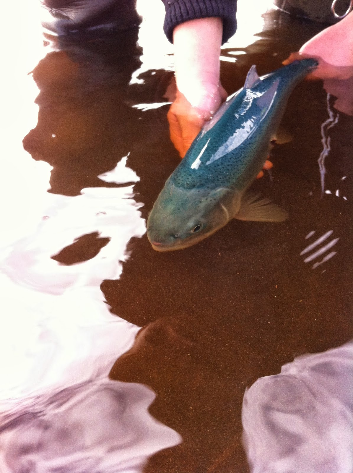 September Fish of the Month Entry Blue Trout!