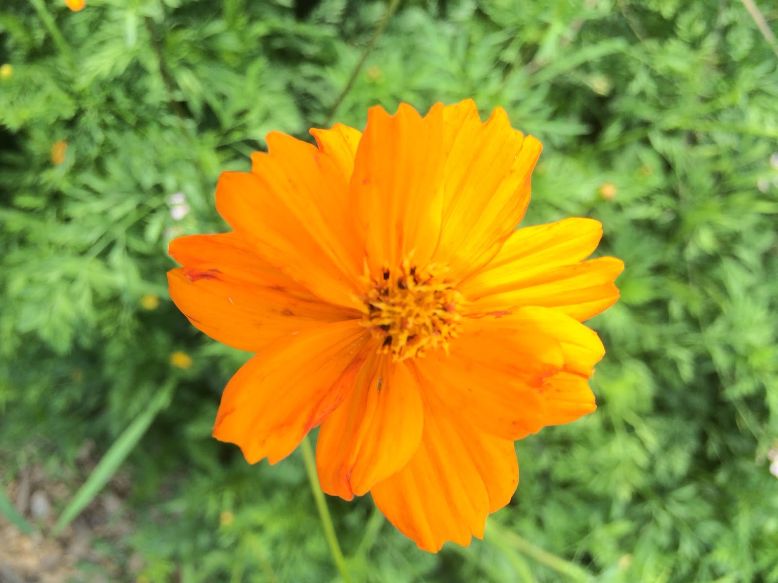 WashingtonGardener Orange Cosmos You Can Grow That!
