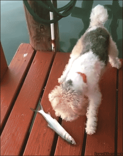 Funny Dog Fish Fail Gif Picture