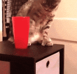 Funny cats, cat gifs, best cat gif