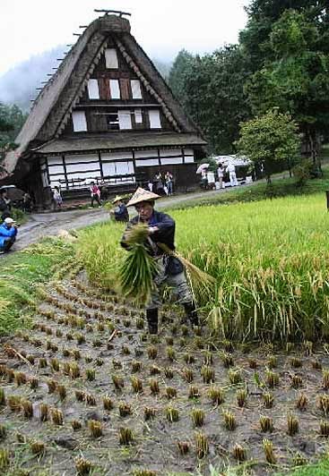 Sights, Events & Activities Info. in Takayama: Rice harvesting in ...