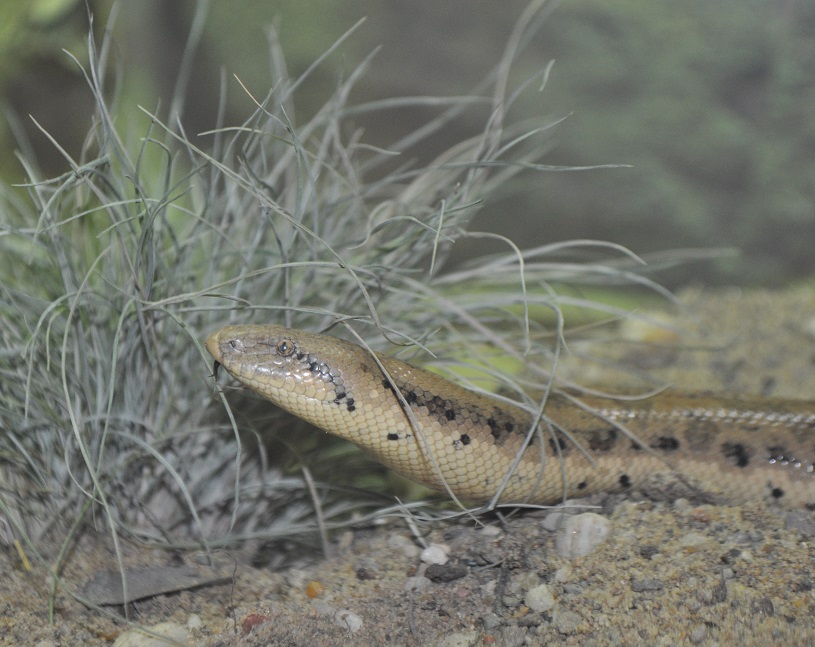 ZOOTOGRAFIANDO (6.096 ANIMALS) BOA DE LA ARENA DE TARTAR / TARTAR SAND