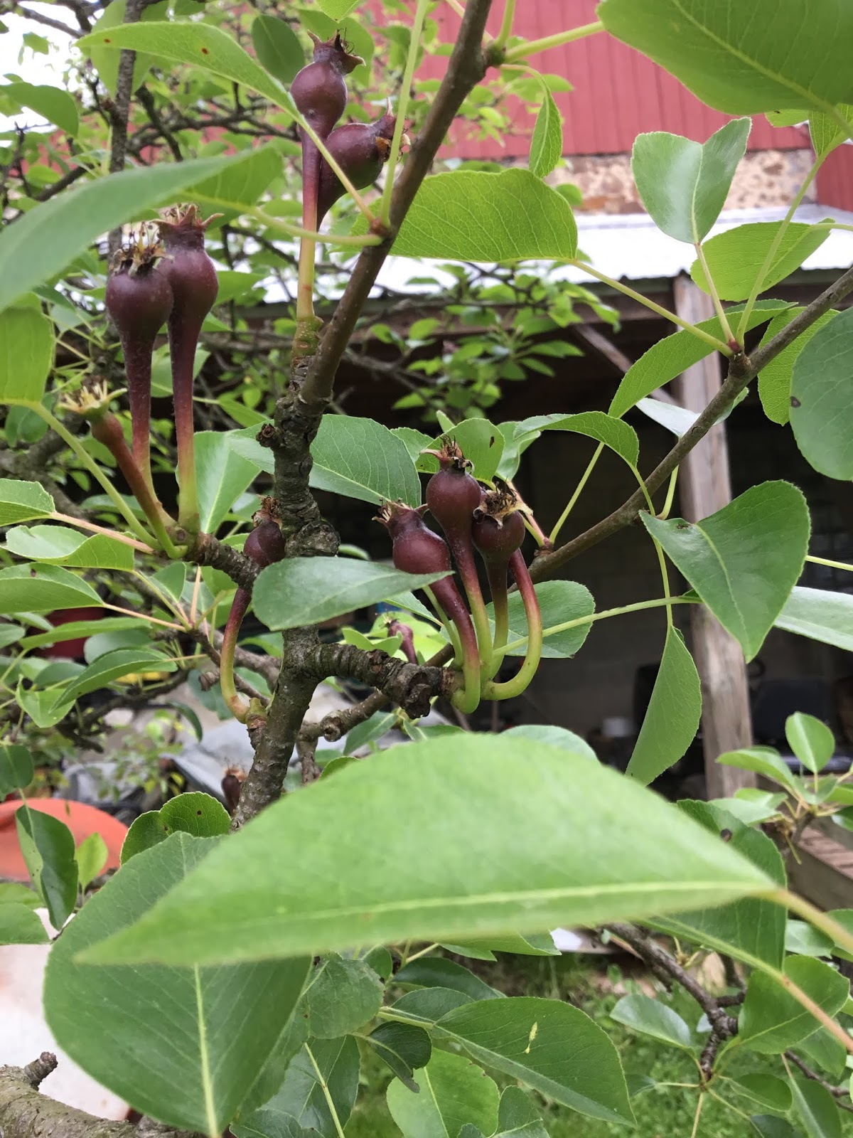 Bringing in the harvest in April