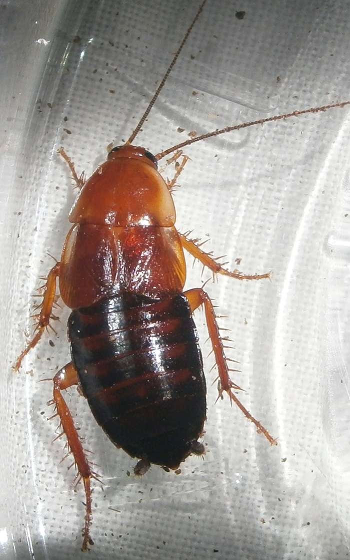 Hisserdude's Roaches P.fulv%25231